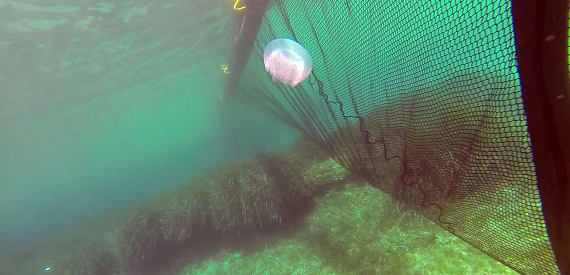 Jellyfish Barrier Net (10) Jellyfish Barrier Net (10)