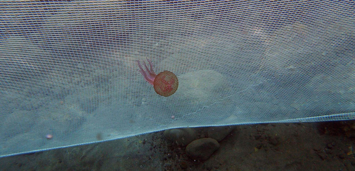 Jellyfish Barrier Net (11) Jellyfish Barrier Net (11)