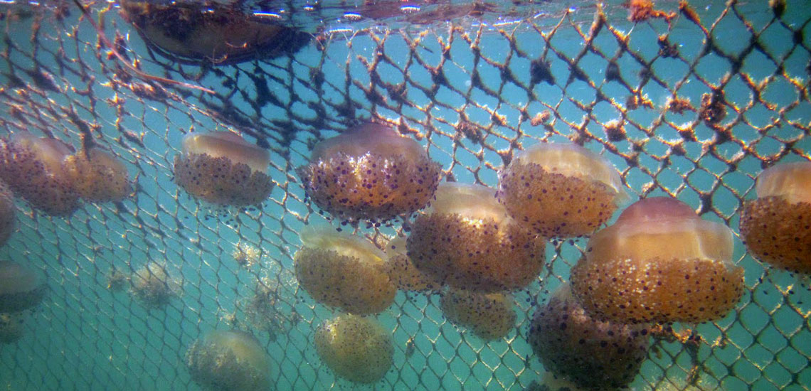 Jellyfish Barrier Net (3) Jellyfish Barrier Net (3)