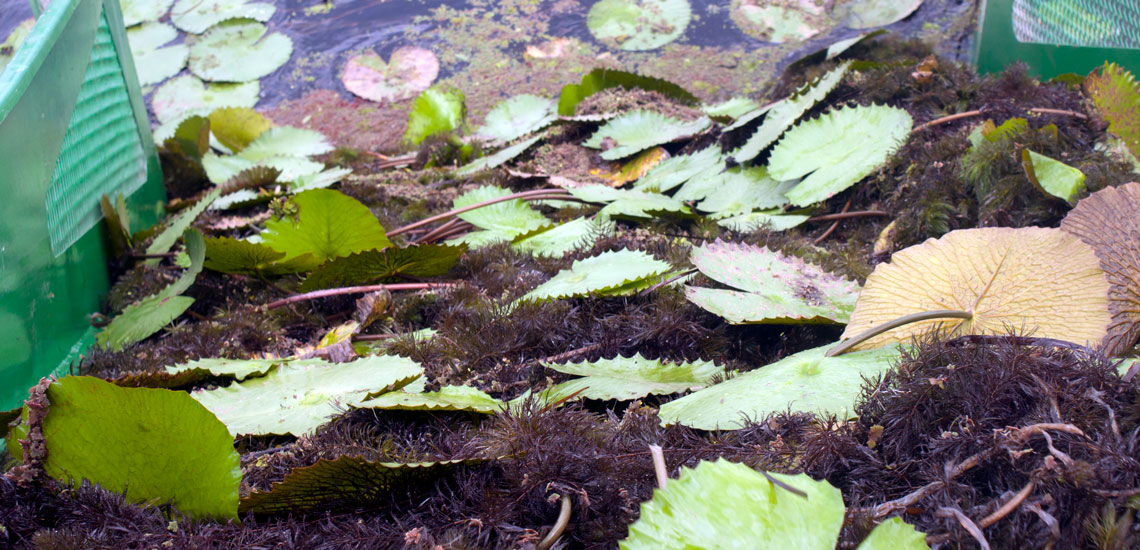Aquatic Weed Harvester (8) Aquatic Weed Harvester (8)
