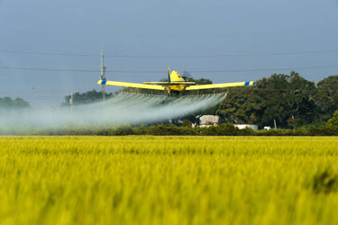Mosquito and Grasshopper Solutions