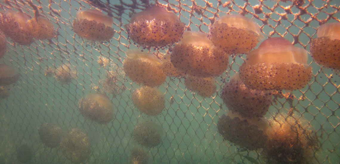 JELLYFISH BARRIER NET 2